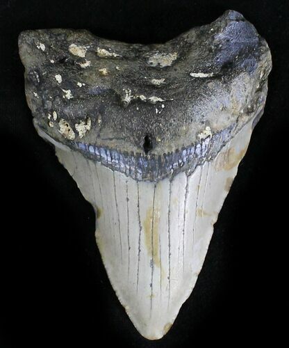 Bargain Megalodon Tooth - North Carolina #28507